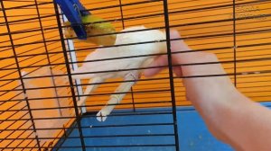 Результаты ДНК теста на определение пола попугая корелла Пикси