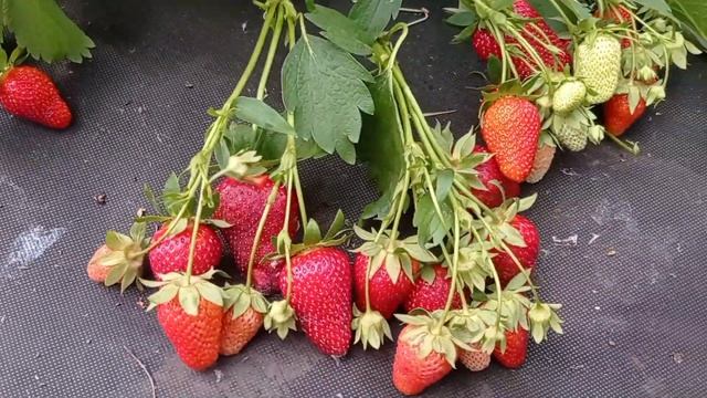Лючия. Клубника КСД. Какой урожайный сорт выбрать?