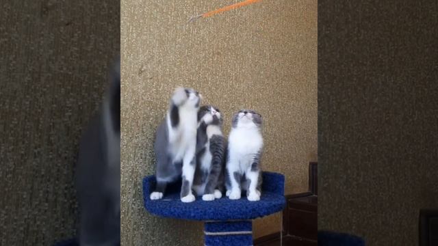 Редкий окрас шотландских вислоухих котят