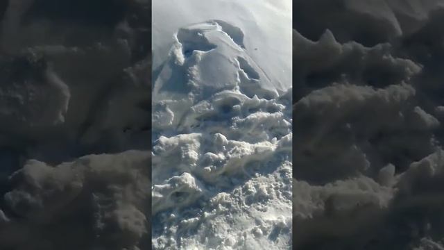 Кормление собак смотреть онлайн