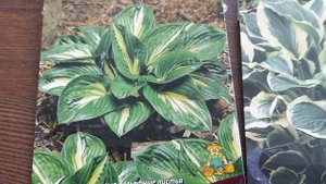 #hosta #хоста #одноцветные #вариегатные / Кратко о цветовой гамме хост. Однотонные. Вариегатные.