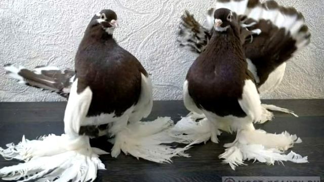 Самые красивые голуби смотреть онлайн