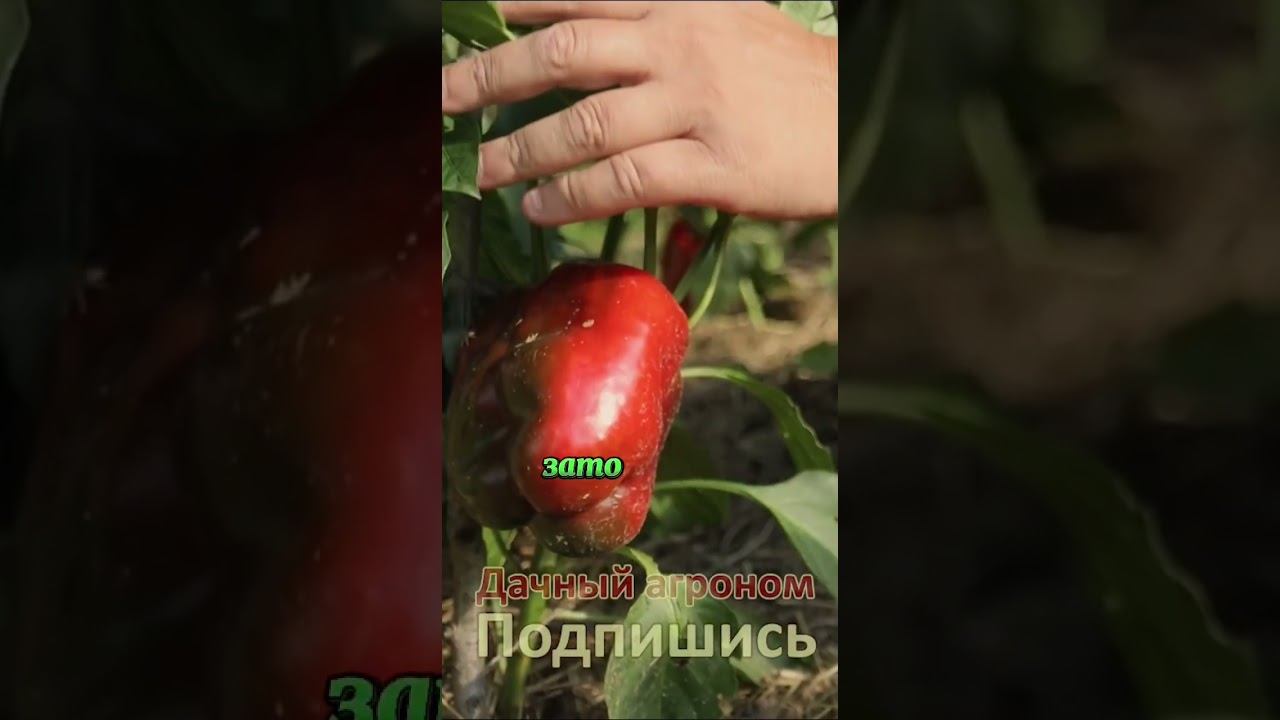Правильные СОВРЕМЕННЫЕ грядки Дачный агроном
