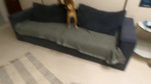 БАСЕНДЖИ СМАРТУ ДВА ГОДА