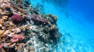 Barracuda. Red sea. hurghada. makadi bay. Барракуда. красное море. макади.  Grand Waterworld Makadi