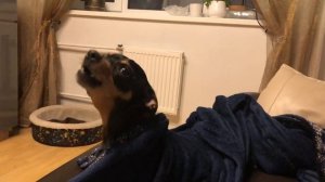 Собака поёт.это его любимая песня?