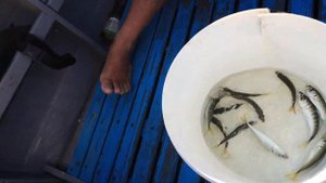 Ядовитая рыба черного моря. Ловля ставриды. Скат. Рыбалка на черном море. Морской дракон.