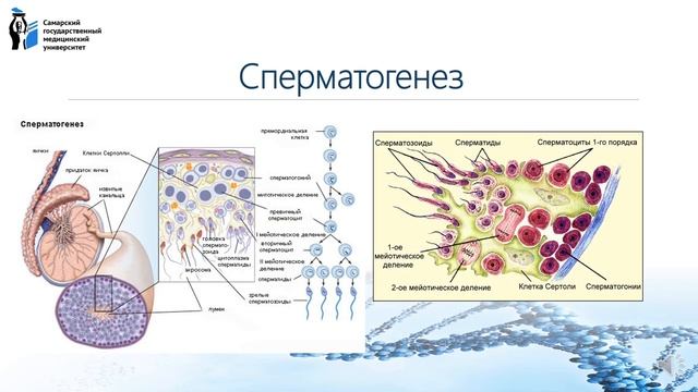 Лекция 4 ФДП Формы размножения организмов Гаметогенез и его виды смотреть онлайн