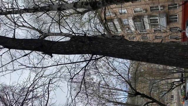 Моя Москва. Белки в городе. смотреть онлайн