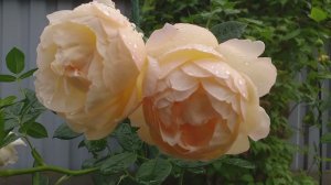 РОЗЫ Wollerton Old Hall и Strawberry Hill - Прекрасная Пара #розы #розыостина #любимыерозы