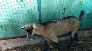 Козы альпийские и чешские?Вонючий Козёл