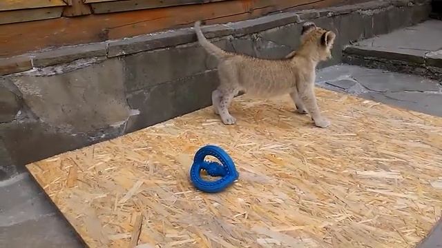 Африканская львица - Лиса смотреть онлайн