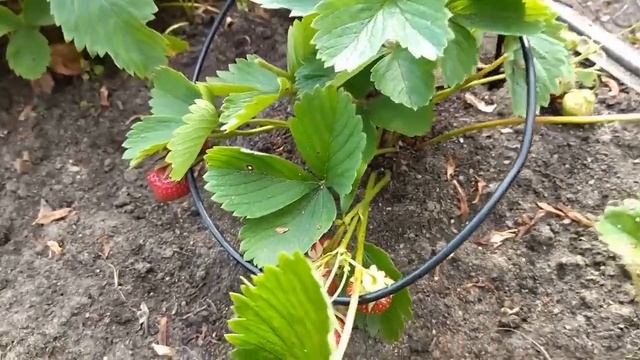 Подвяжите клубнику на кольца из колгот! Ягоды не будут валяться и гнить, а будут быстрее зреть смотреть онлайн