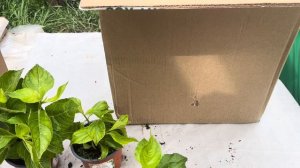 Распаковка посылки Опт-Хоз с крупнолистными гортензиями часть 2