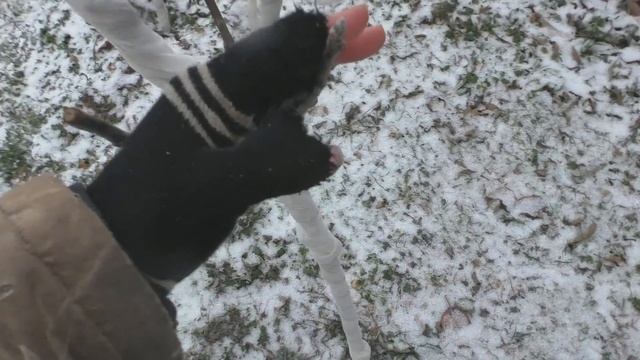 Колоновидные яблони - вызревание верхушечной почки. смотреть онлайн