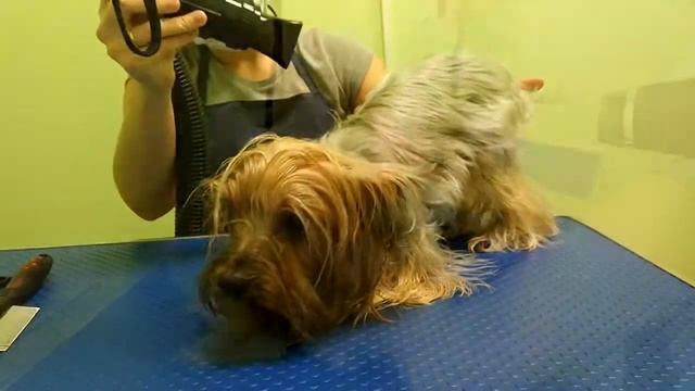 Груминг в городе Иваново. Стрижка йорка. смотреть онлайн