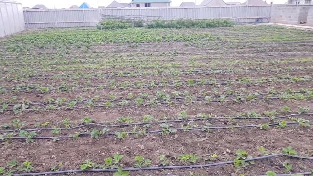 Деревянный каркас теплицы 3 на 8. Плюс небольшой обзор выращиваемых культур. смотреть онлайн