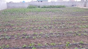 Деревянный каркас теплицы 3 на 8. Плюс небольшой обзор выращиваемых культур.