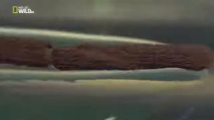 Удивительные насекомые Водомерка