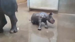 Первое купание детёныша носорога