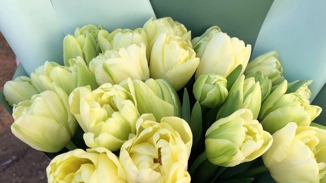 25 бело-зеленых пионовидных тюльпанов смотреть онлайн