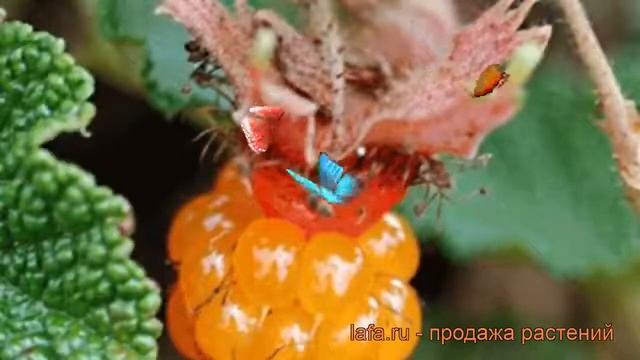 Малина декоративная Бетти Эшбернер (rubus) ? обзор: как сажать, саженцы малины Бетти Эшбернер смотреть онлайн