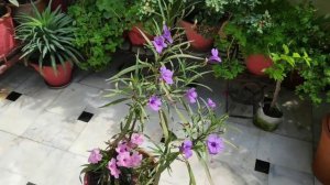 फूलों की factory है यह पौधा, mexican petunia care n propagation, how to grow, summer flowering plan