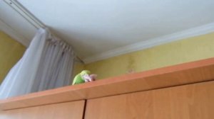 Попугай - пёсик. Волнистик Гоша. Попугай который живёт на шкафу.