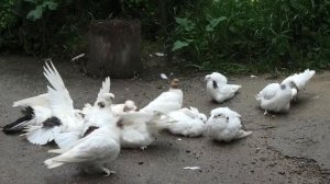 Голуби Авакова Артура в Кисловодске!