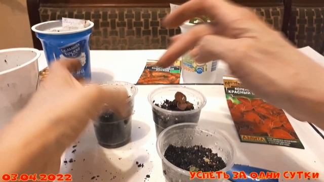 03.04.2022 Колеусы: всхожесть, пикировка. смотреть онлайн