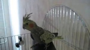 Как вернуть кореллу в клетку