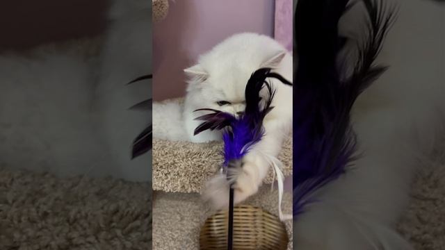 Любимка