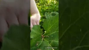 Сбор листьев лопуха