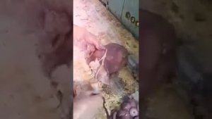 КАК РАЗДЕЛАТЬ КРУПНОГО ОСЬМИНОГА.