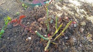 Удаляю побеги у роз после пересадки .Какие и зачем.