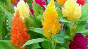 ЦЕЛОЗИЯ — ПЛАМЕННЫЙ ЦВЕТОК