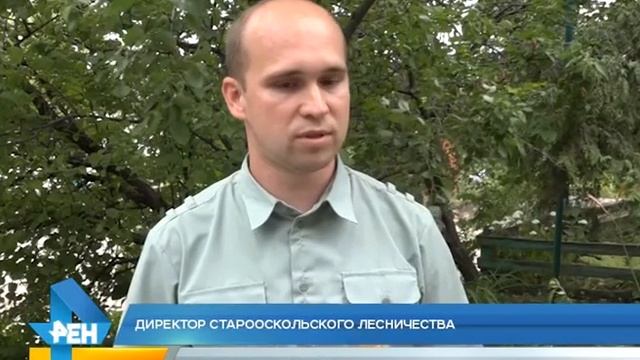 Гусеницы американской белой бабочки атаковали Белгородскую область
