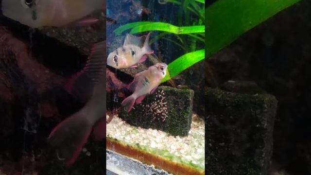 Боливийская бабочка (Mikrogeophagus altispinosus)