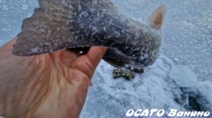 В п.Гроссевичи на море на снегоходах, по снегу и воде.