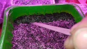 Как прорастить и высадить семена павловнии так, чтобы гарантировано получить ростки