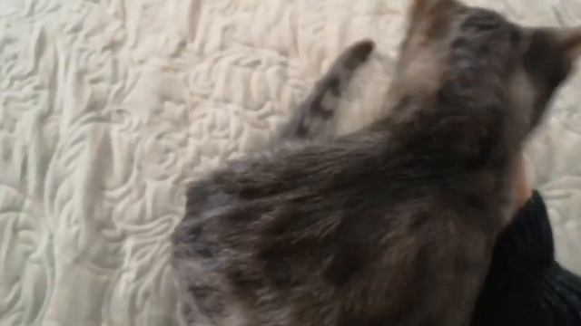 Супер ласковый котёнок Гуня любит погладушки и ждёт своего человека!