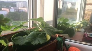 Приобрела черенок цветущий розебудной пеларгонии Survivor Idols Rosalinda