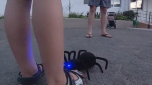 ПАУК НА ПУЛЬТЕ УПРАВЛЕНИЯ черная вдова! Распаковка и обзор unboxing spider black widow radio contro