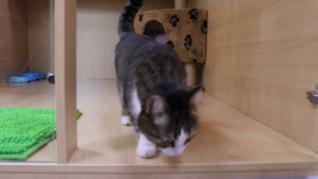 Кашка Маша. смотреть онлайн