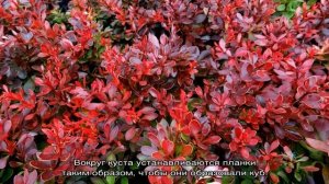 Барбарис Багатель — описание, посадка и уход
