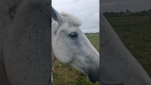 Милая коняшка😍