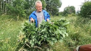 Заготавливаем веники для бани и для коз.