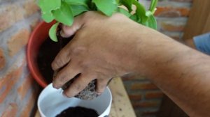 CAMBIO DE MACETA A MI PETUNIA DOBLE / Paso a Paso