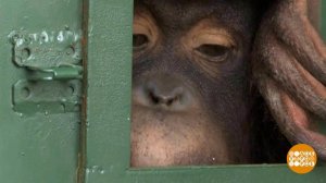 В мире. Редкие орангутаны. Доброе утро. Фрагмент выпуска от 31.12.2019