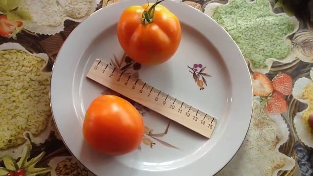 томат Бычье сердце жёлтое Дегустация смотреть онлайн